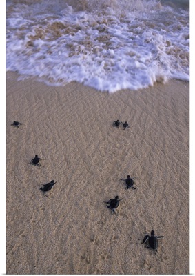 Green Turtle, hatchlings head to sea, Ascension Island, South Atlantic Ocean