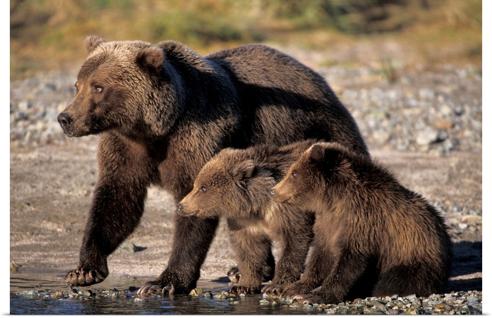 Grizzly bear, brown bear, sow with cubs, Katmai National Park, Alaskan peninsula.