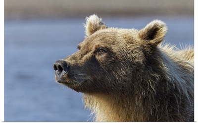 Grizzly Bear Close-Up, Lake Clark National Park And Preserve, Alaska