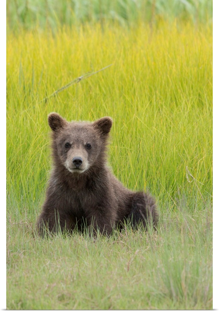 USA, Alaska. Grizzly bear cub, Ursus arctos Horribilis, sits in a meadow in Lake Clark National Park.