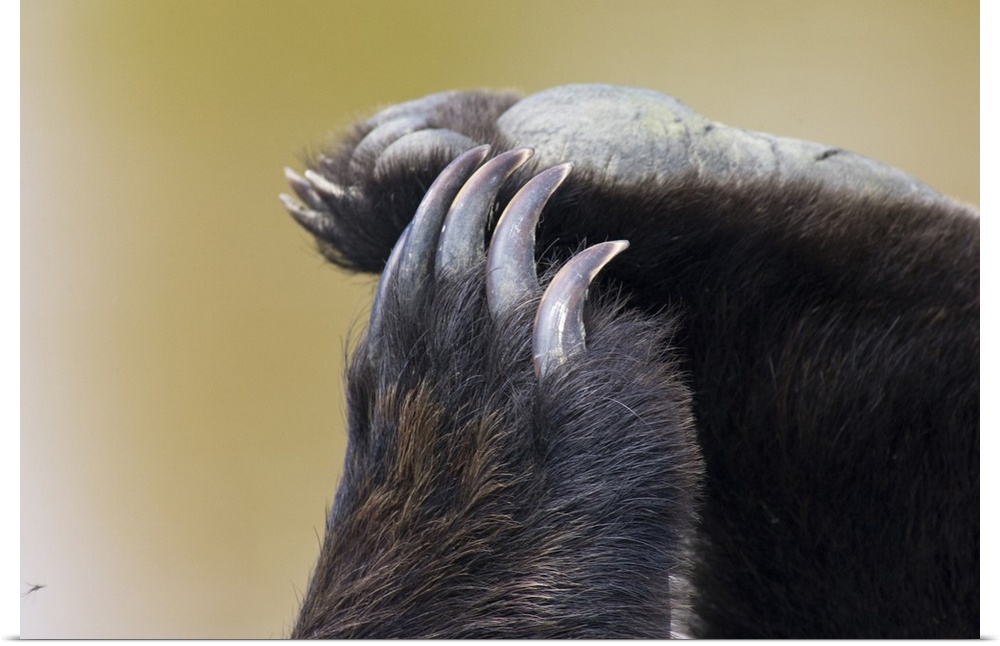 Grizzly Bear (Ursus arctos horribilis) paws and claws.