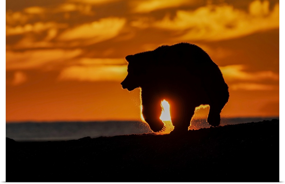Adult grizzly bear silhouetted on beach at sunrise, Lake Clark National Park and Preserve, Alaska, Silver Salmon Creek. Un...