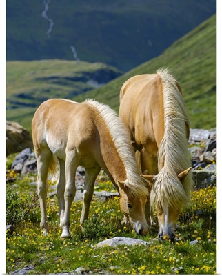 Haflinger Horse On Its Mountain Pasture (Shieling) In The Otztal Alps, Austria, Tyrol