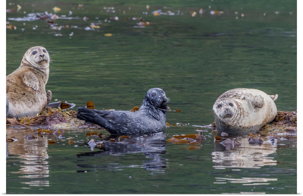 North America, USA, Alaska, Katmai National Park. Harbor Seal, Phoca vitulina, resting on seaweed covered rocks in Kinak Bay.