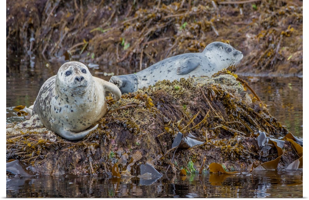 North America, USA, Alaska, Katmai National Park. Harbor Seal, Phoca vitulina, resting on seaweed covered rocks in Kinak Bay.
