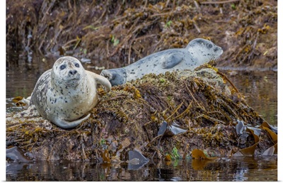 Harbor Seal Resting On Seaweed Covered Rocks In Kinak Bay, Katmai National Park, Alaska