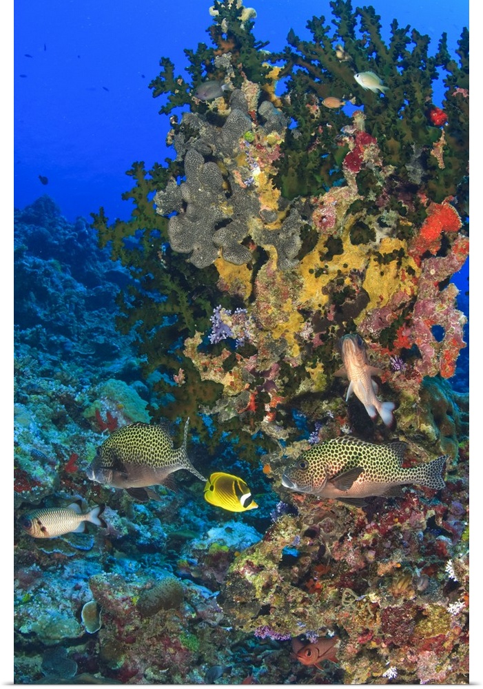 Harlequin Sweetlips (Plectorhinchus chaetodoniodes), Butterflyfish, and Glasseye, Palau, Micronesia, Rock Islands, World H...
