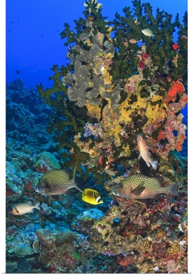 Harlequin Sweetlips, Butterflyfish,  and Glasseye, Palau, Micronesia, Rock Islands