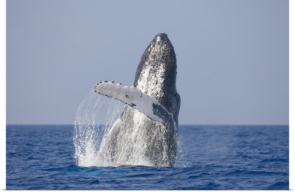 USA, Hawaii, Big Island, Humpback Whale (Megaptera novaengliae) breaching in Pacific Ocean along Kona Coast