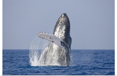 Hawaii, Big Island, Humpback Whale breaching in Pacific Ocean along Kona Coast