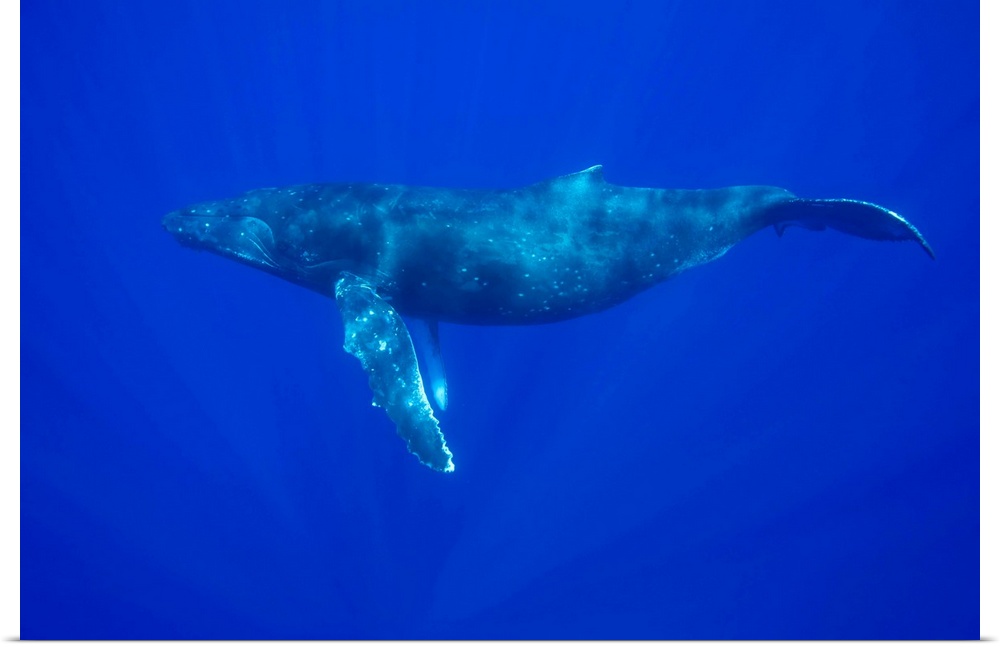 USA, Hawaii, Big Island, Underwater view of Humpback Whale (Megaptera novaengliae) swimming in Pacific Ocean