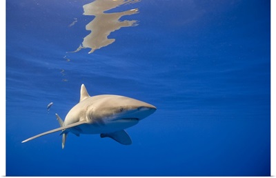 Hawaii, Big Island, Underwater view of Oceanic White Tip Shark