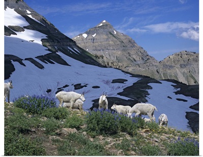 Herd of Mountain Goats feed on first Lupine of the year. Mt. Timpanogos Wilderness, Utah