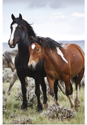 Herd of wild horses in Cody, Wyoming