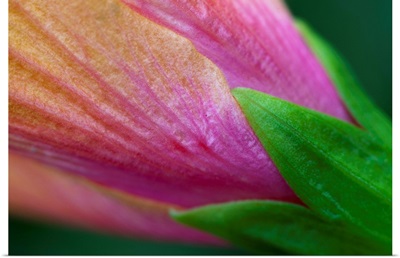 Hibiscus petal, sepal and calyx detail - Maui, Hawaii