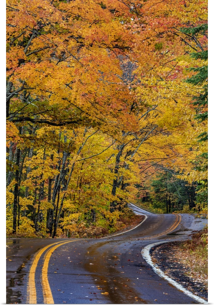 USA, North America, Michigan. Highway 41 Covered Roadway In Autumn Near Copper Harbor In The Upper Peninsula Of Michigan.