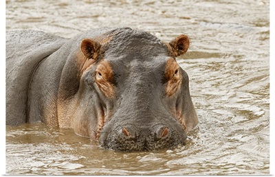 Hippopotamus, Hippopotamus Amphibius, Serengeti National Park, Tanzania, Africa