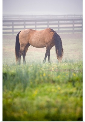 Horse grazes in mist near fence, Powhatan, Virginia, United States