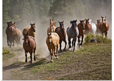 Horses running during roundup, Montana