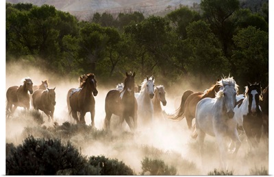 Horses Running, Kicking Up Dust At Sunrise