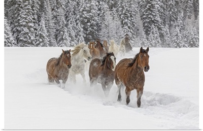 Horses Running Through Fresh Snow During Roundup, Kalispell, Montana
