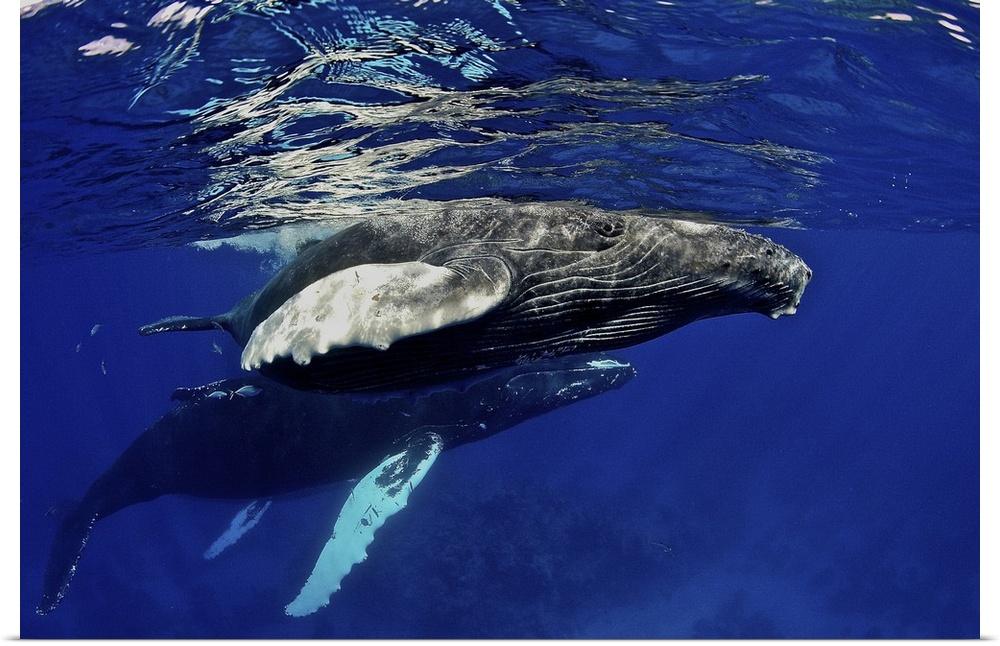 Caribbean, Greater Antilles archipelago, Domincan Republic, Silver Bank. Humpback whale calf
