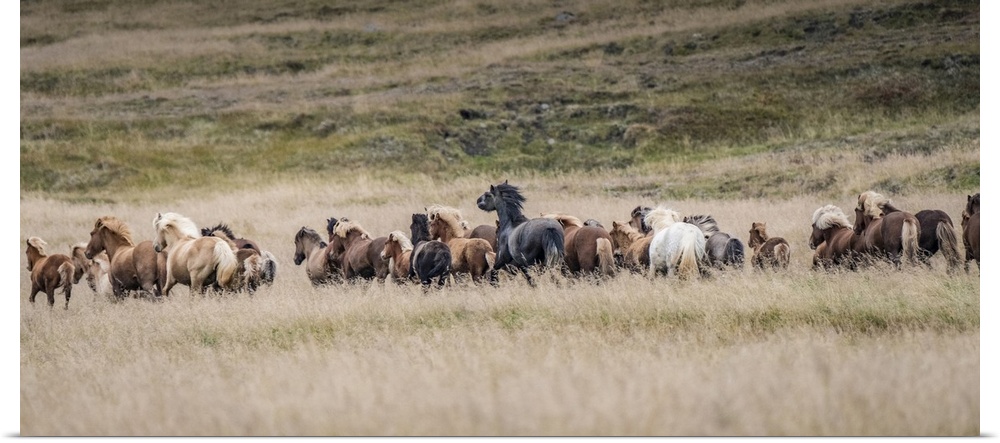 Icelandic horses are some of the most beautiful semi-free horses in the world, a special breed. These are in northwestern ...