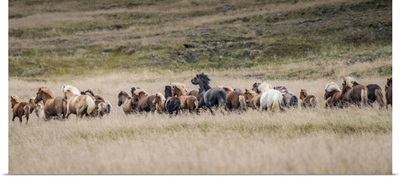 Icelandic Horses Are Some Of The Most Beautiful Horses In The World, A Special Breed