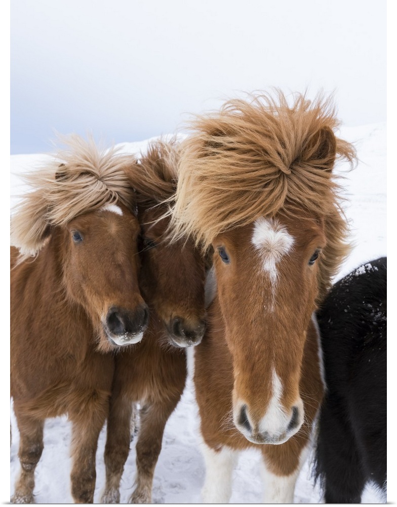 Icelandic Horses with typical thick shaggy winter coat, Iceland 12 .