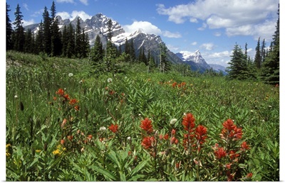 Indian Paintbrush in field near Peyto Lake in Banff National Park, Canada