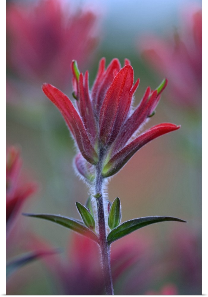 Indian Paintbrush, Scarlet Paintbrush, Castilleja Miniata, Scrophulariaceae, Figwort. Closeup of an indian paintbrush flower.