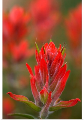 Indian Paintbrush, Scarlet Paintbrush, Castilleja Miniata, Scrophulariaceae, Figwort