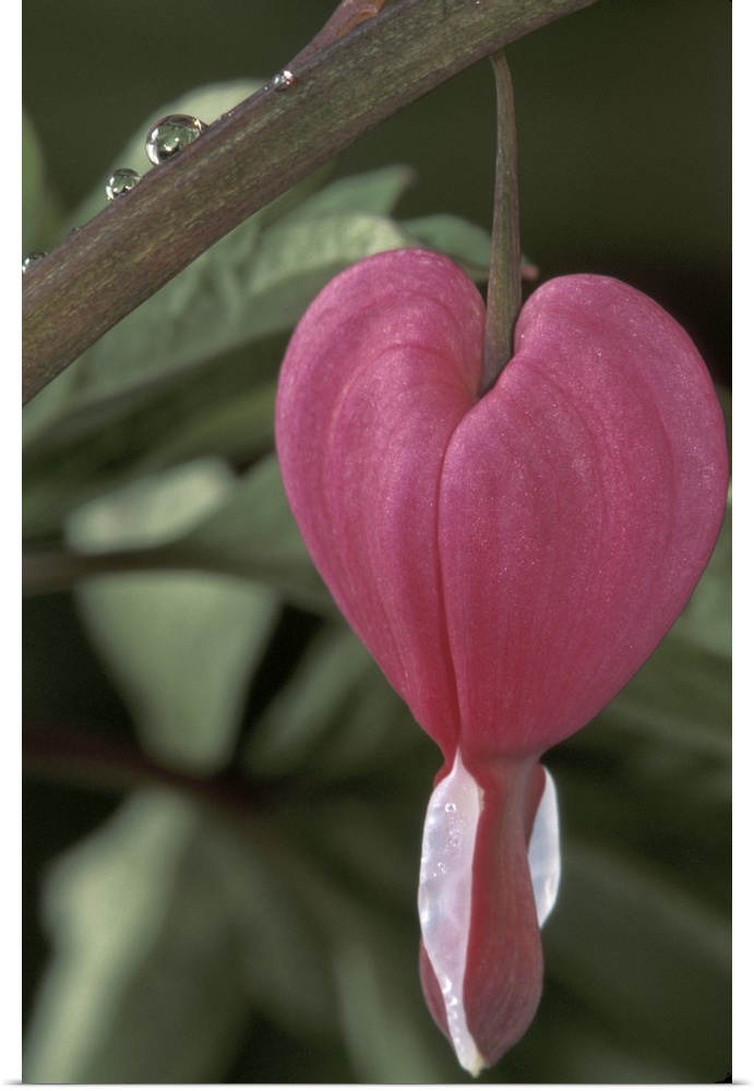USA, Iowa.Commong bleeding heart flower (Dicentra spectabilis)