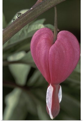 Iowa. Common bleeding heart flower