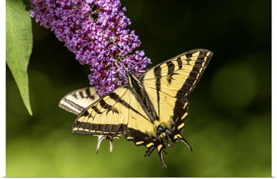 Issaquah, Washington State, Two Western Tiger Swallowtail Butterflies Pollinating