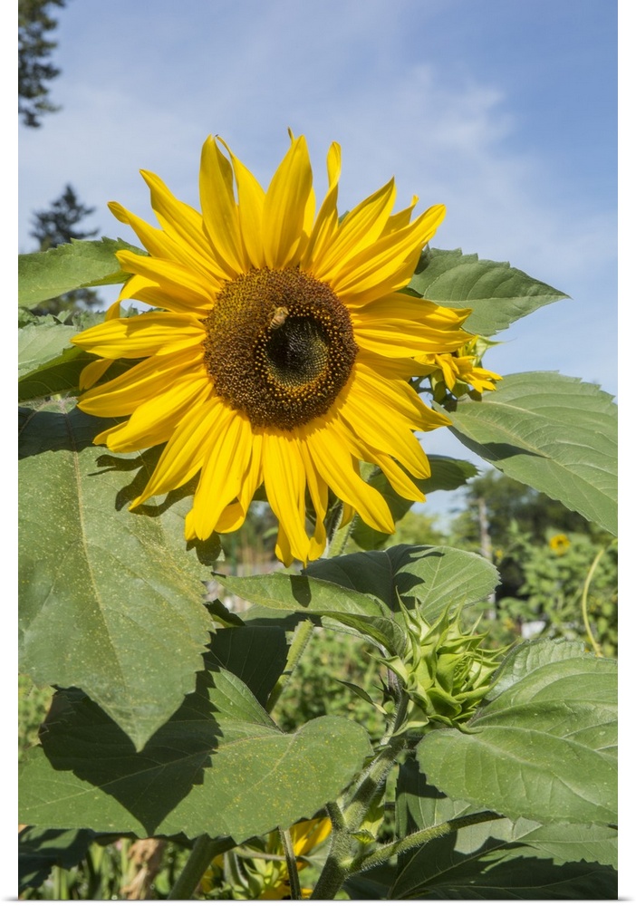 Issaquah, Washington State, USA. Honeybee pollinating a sunflower on a sunny day. United States, Washington State.