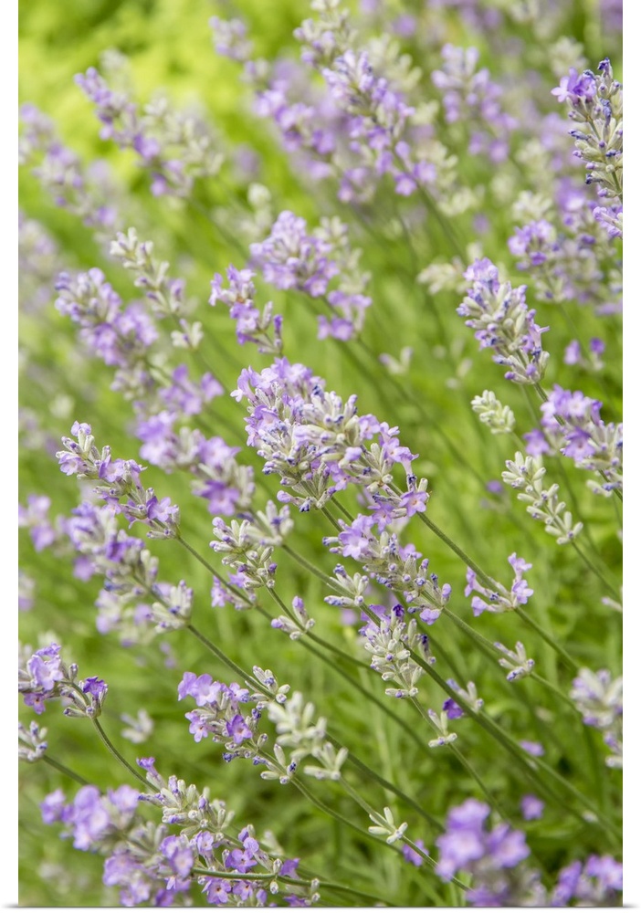 Issaquah, Washington State, USA. Lavender plants in bloom. United States, Washington State.