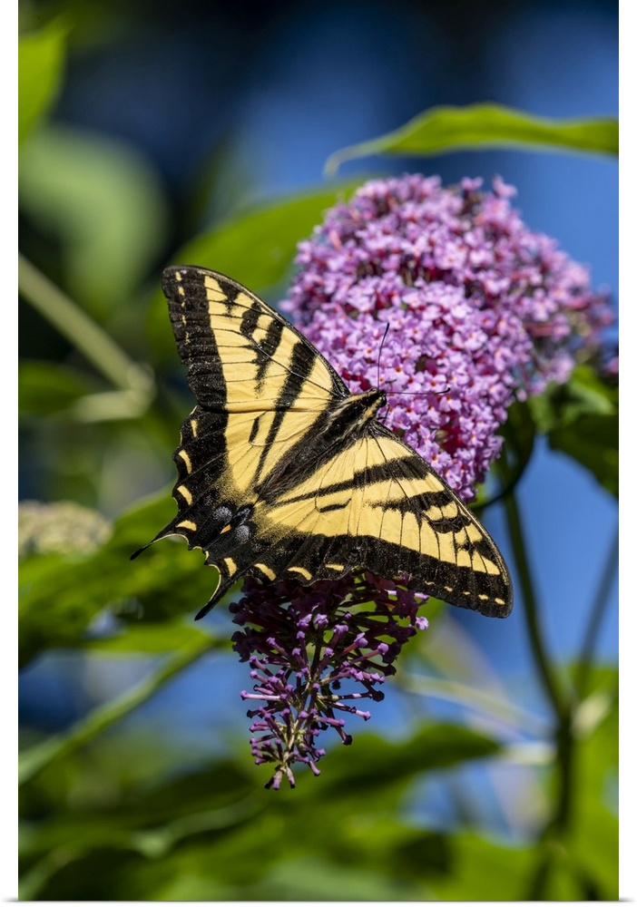 Issaquah, Washington State, USA. Western Tiger Swallowtail butterfly pollinating a Butterfly Bush. United States, Washingt...