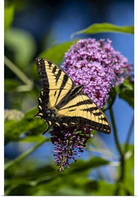 Issaquah, Washington State, Western Tiger Swallowtail Butterfly Pollinating