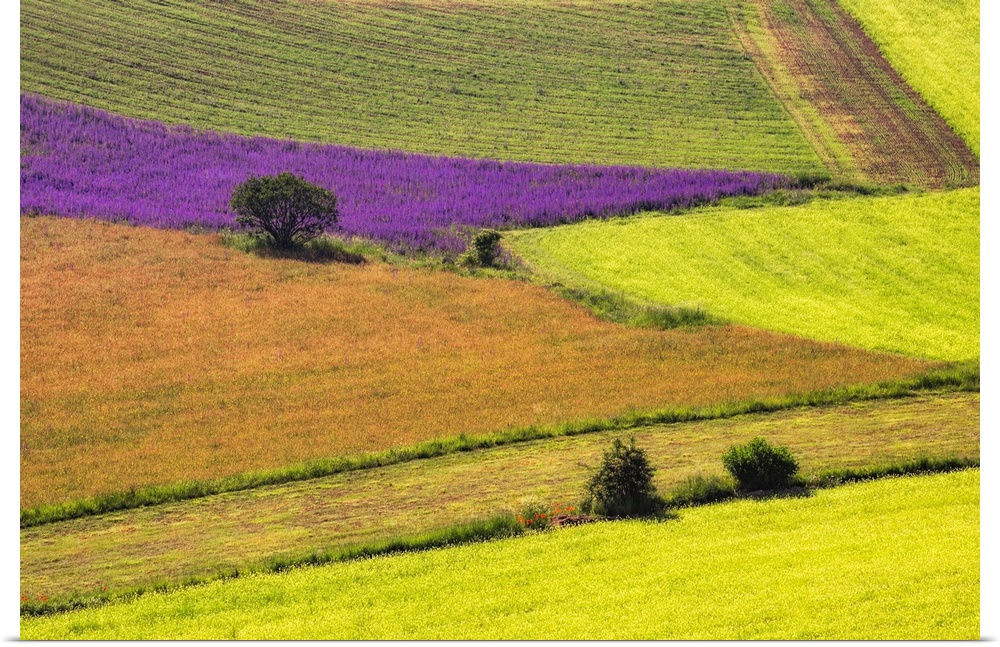 Italy, Castelluccio. Aerial of field with crop patterns. Credit: Jim Nilsen
