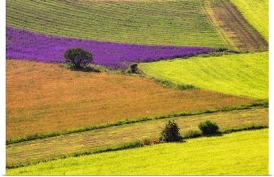 Italy, Castelluccio, Aerial Of Field With Crop Patterns