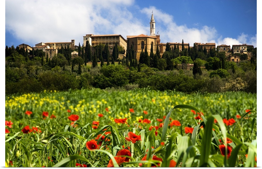 Europe, Italy, Pienza. Poppies bloom below the hilltop village of Pienza.