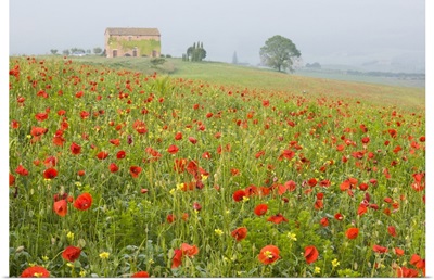 Italy, Tuscany, A foggy morning amidst a field of poppies