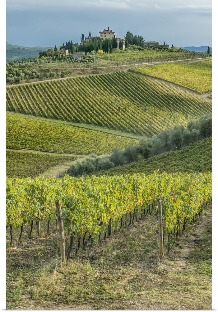 Italy, Tuscany, Chianti, Vineyard near Radda in Chianti.
