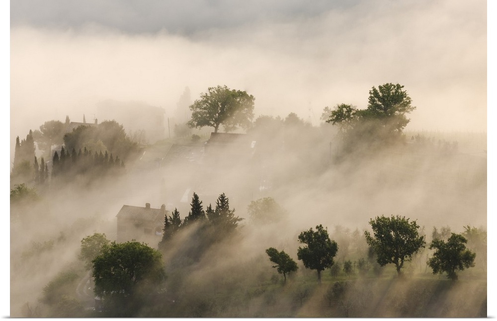 Italy, Tuscany. Morning fog drifting over vineyards with sun breaking through.