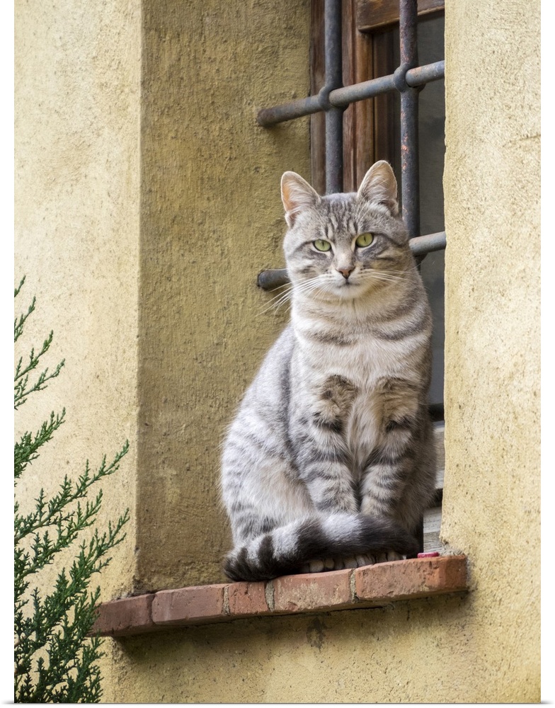 Italy, Tuscany, Pienza. Cat sitting on a window ledge along the streets. Europe, Italy.