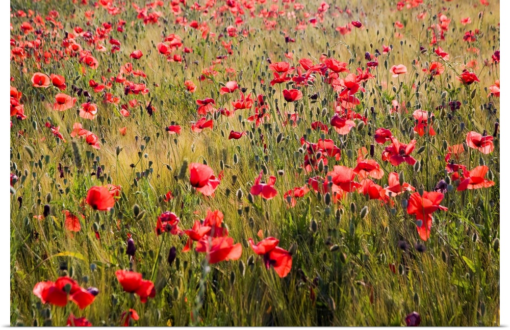 Europe,Italy,Tuscany,Poppies in Spring Wheat Field