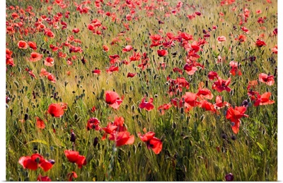 Italy, Tuscany, Poppies in Spring Wheat Field