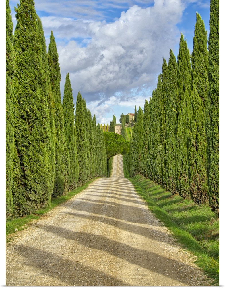 Italy, Tuscany. Road lined with Italian cypress leading to a villa. Europe, Italy.