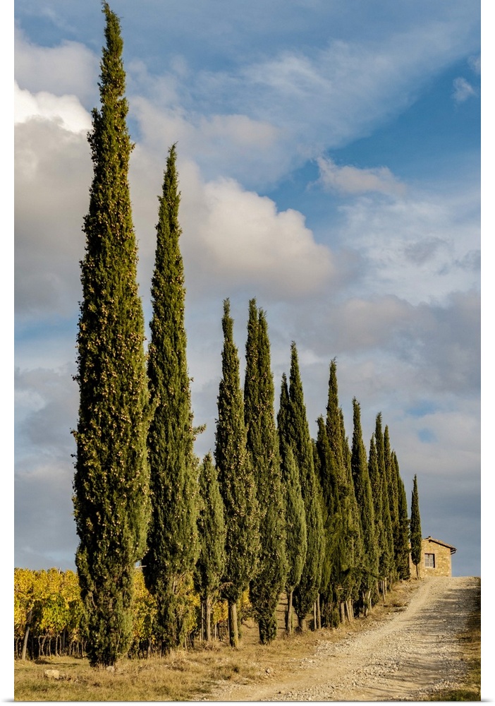 Italy, Tuscany. Row of pine trees.